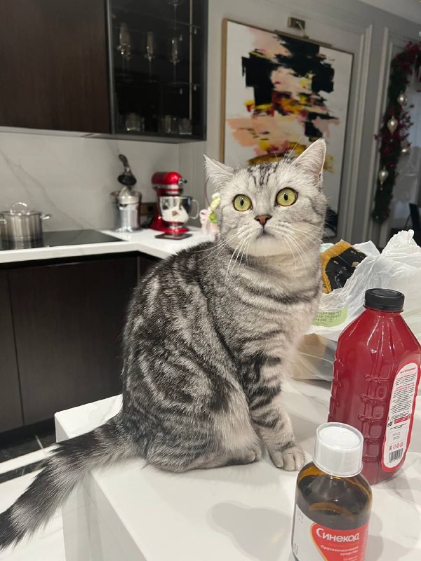 Lost white cat in Kiselikha — identification photo, lost & found pet database Pathfinder