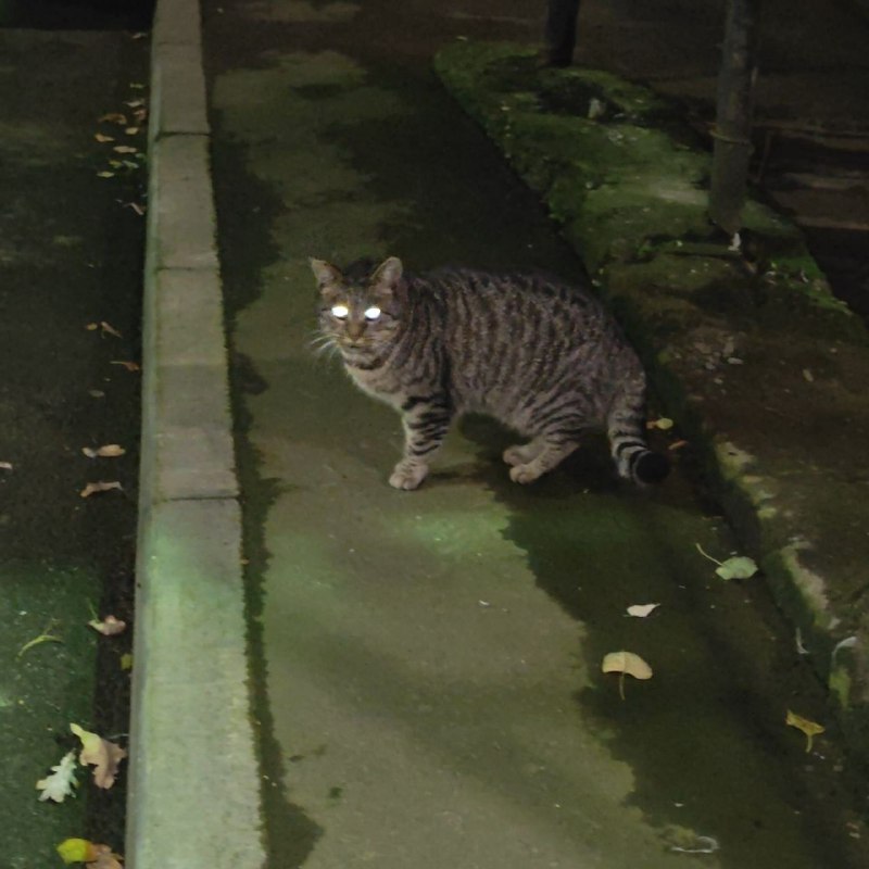 Found gray cat in Saint Petersburg — identification photo, lost & found pet database Pathfinder