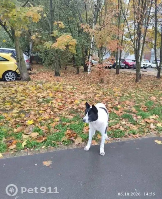 Found white dog, метис лайки in Zelenograd — identification photo, lost & found pet database Pathfinder