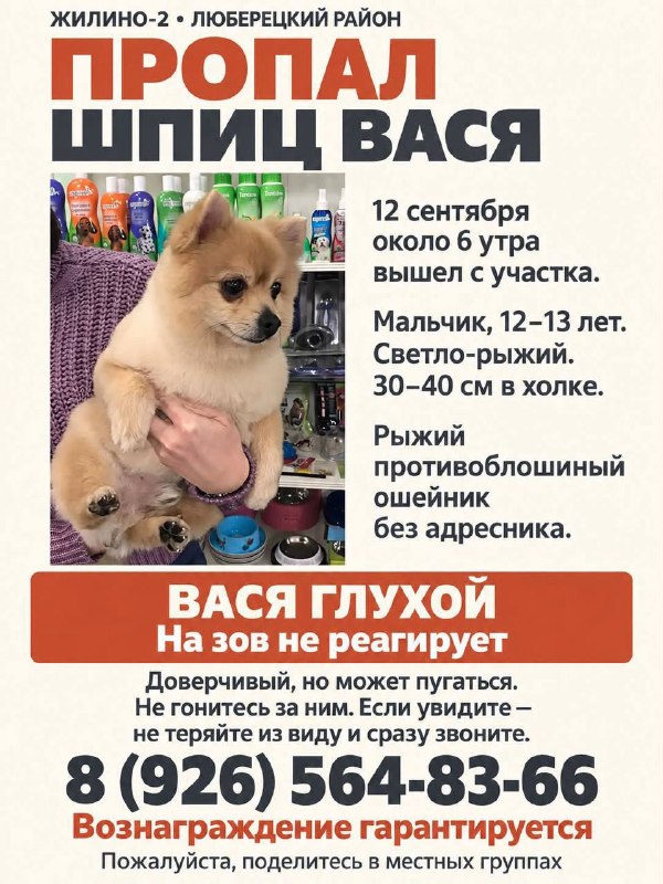 Lost cream dog, шпиц in Lyubertsy — identification photo, lost & found pet database Pathfinder
