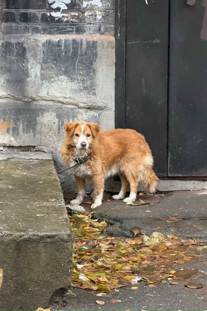 Found white dog in Novosibirsk — identification photo, lost & found pet database Pathfinder