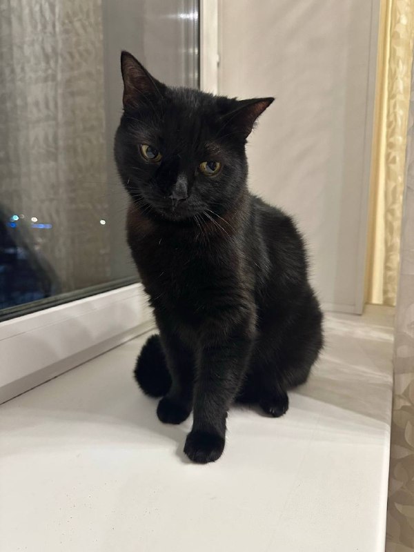 Lost black cat in Kolomna — identification photo, lost & found pet database Pathfinder