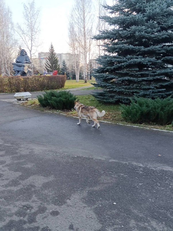Found dog in Yekaterinburg — identification photo, lost & found pet database Pathfinder