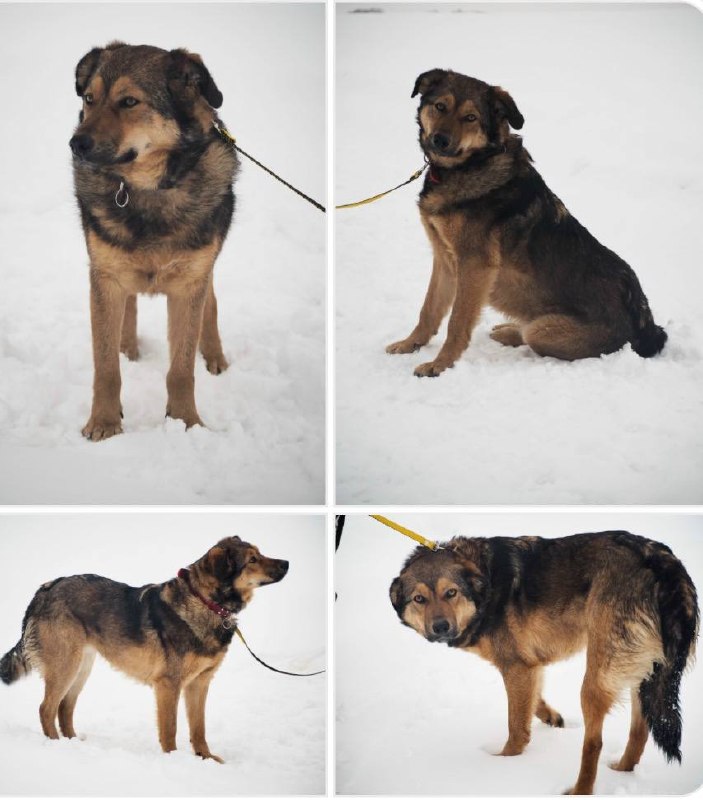 Lost brown dog in Pokrov — identification photo, lost & found pet database Pathfinder