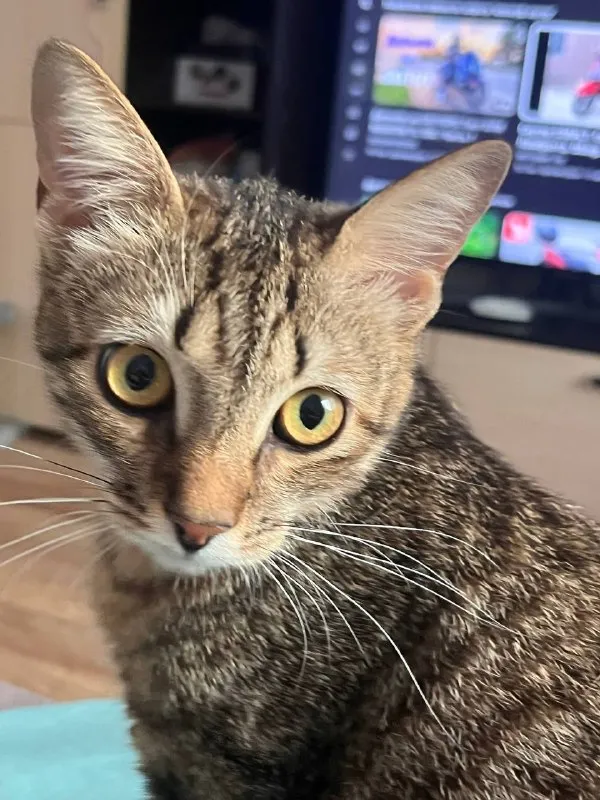Lost brown cat in Korolev — identification photo, lost & found pet database Pathfinder
