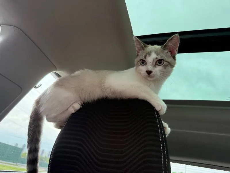 Lost white cat in Vnukovo — identification photo, lost & found pet database Pathfinder