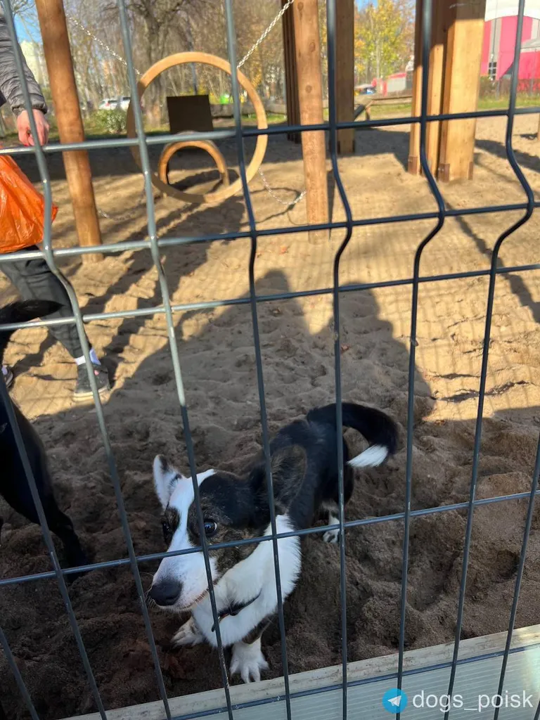 Lost dog, корги in Moscow — identification photo, lost & found pet database Pathfinder