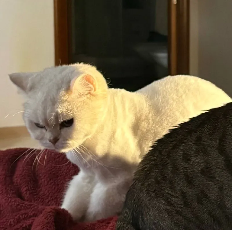 Lost white cat, британская шиншилла in Ilinskiy — identification photo, lost & found pet database Pathfinder