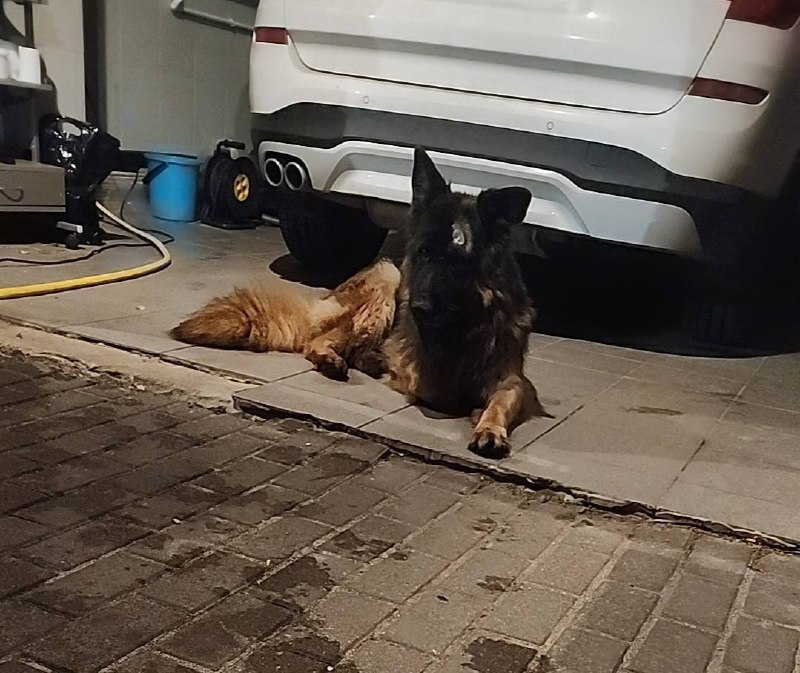 Found brown dog, немецкая овчарка in Khimki — identification photo, lost & found pet database Pathfinder