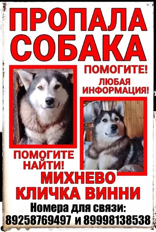 Lost dog, хаски in Mikhnevo — identification photo, lost & found pet database Pathfinder