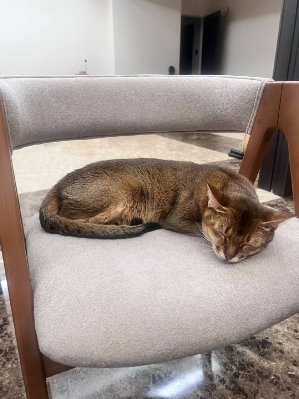 Lost brown cat, абиссинская in Sokolovo — identification photo, lost & found pet database Pathfinder