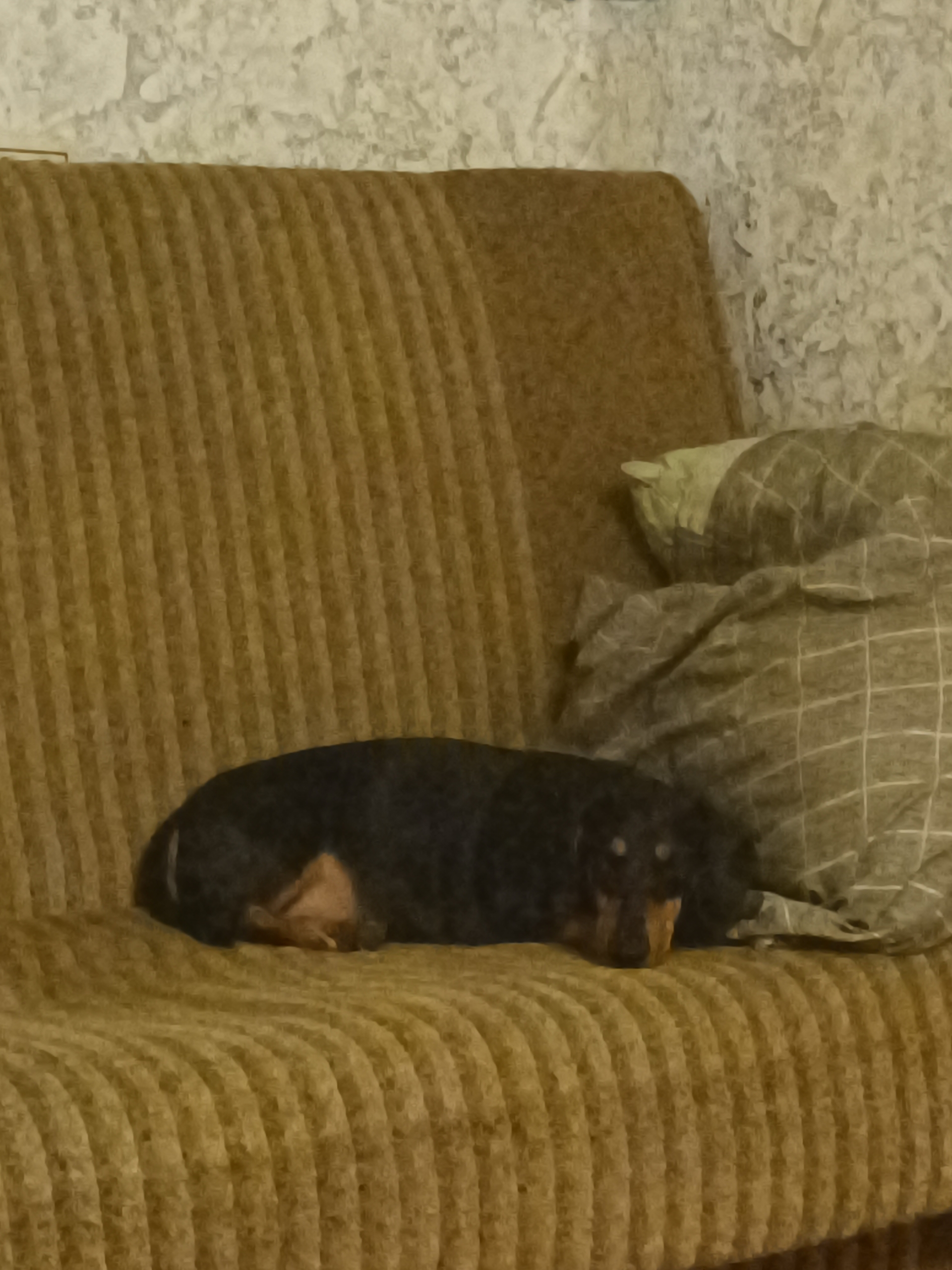 Lost brown dog, такса in Novosibirsk — identification photo, lost & found pet database Pathfinder