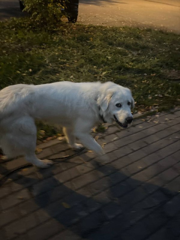 Found white dog, маремма in Shchelkovo — identification photo, lost & found pet database Pathfinder