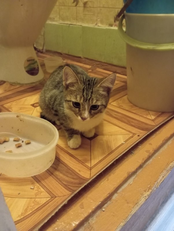 Adoptable brown cat in Perm — identification photo, lost & found pet database Pathfinder