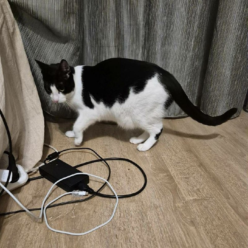 Found white cat in Murino — identification photo, lost & found pet database Pathfinder