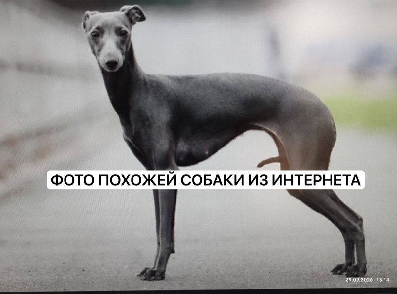 Found gray dog, левретка in Krasnogorsk — identification photo, lost & found pet database Pathfinder