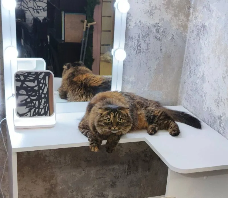 Lost cream cat, шотладка вислоушка in Mytishchi — identification photo, lost & found pet database Pathfinder