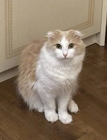 Lost white cat in Zhostovo — identification photo, lost & found pet database Pathfinder