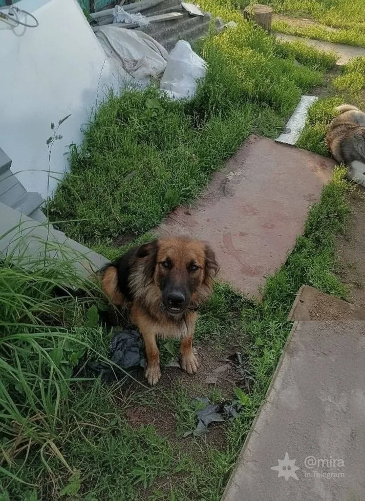 Lost dog, метис in Kuchi — identification photo, lost & found pet database Pathfinder