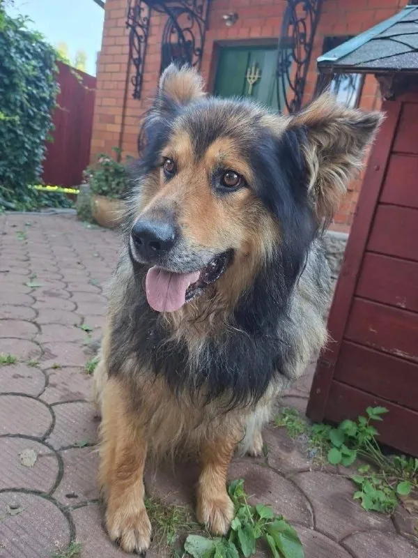 Lost brown dog in Khimki — identification photo, lost & found pet database Pathfinder