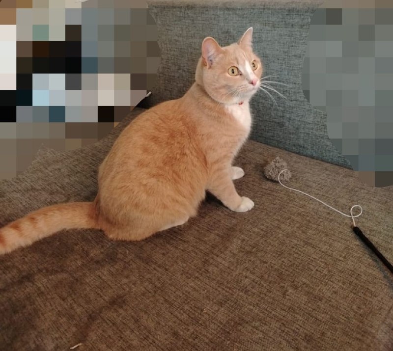 Lost white cat in Omsk — identification photo, lost & found pet database Pathfinder