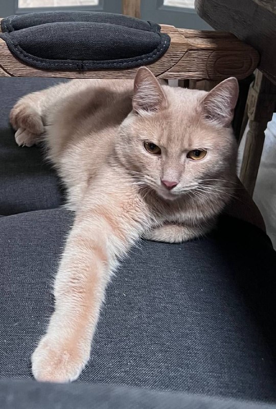 Lost cream cat in Alabushevo — identification photo, lost & found pet database Pathfinder