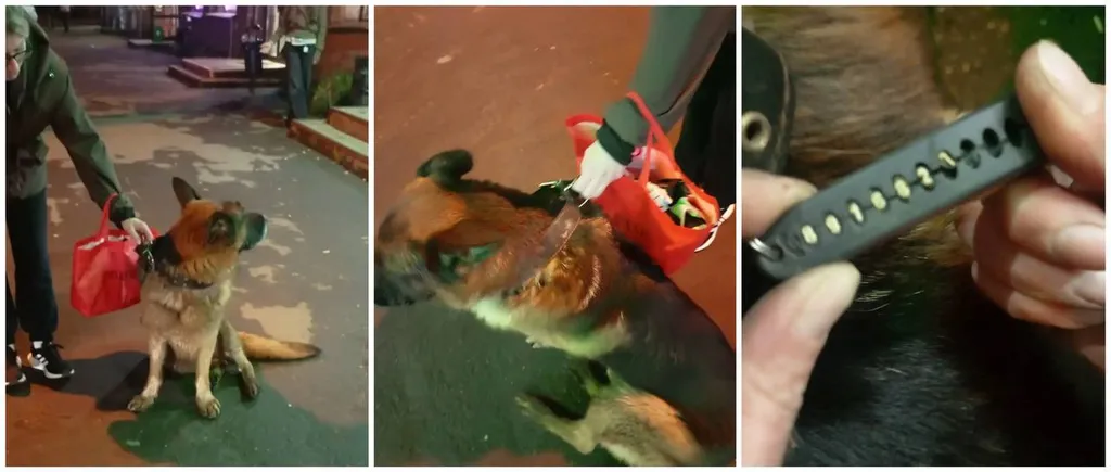 Found dog, овчарка in Balashikha — identification photo, lost & found pet database Pathfinder