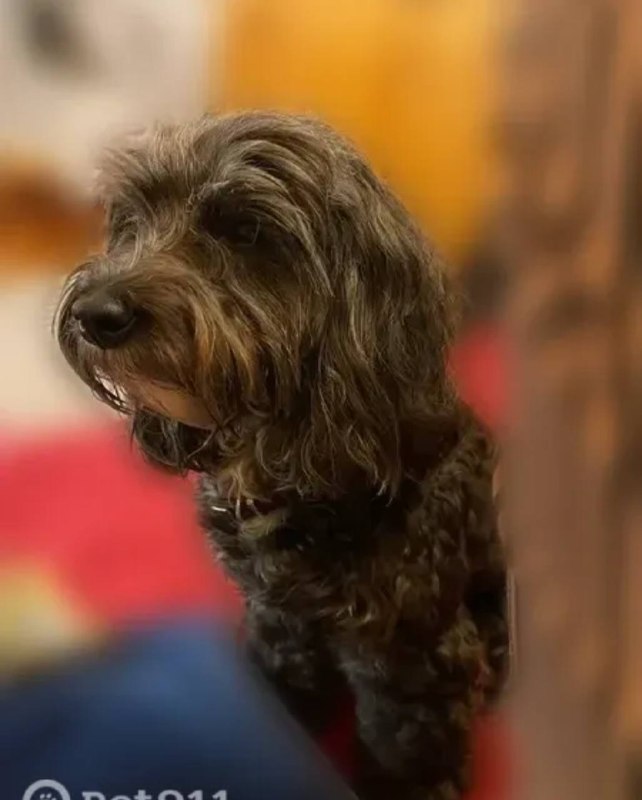 Lost brown dog, мальтипу in Pushkino — identification photo, lost & found pet database Pathfinder