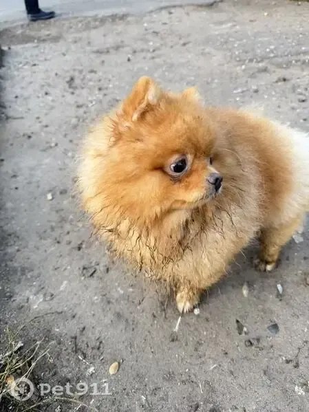 Found dog, шпиц in Aprelevka — identification photo, lost & found pet database Pathfinder