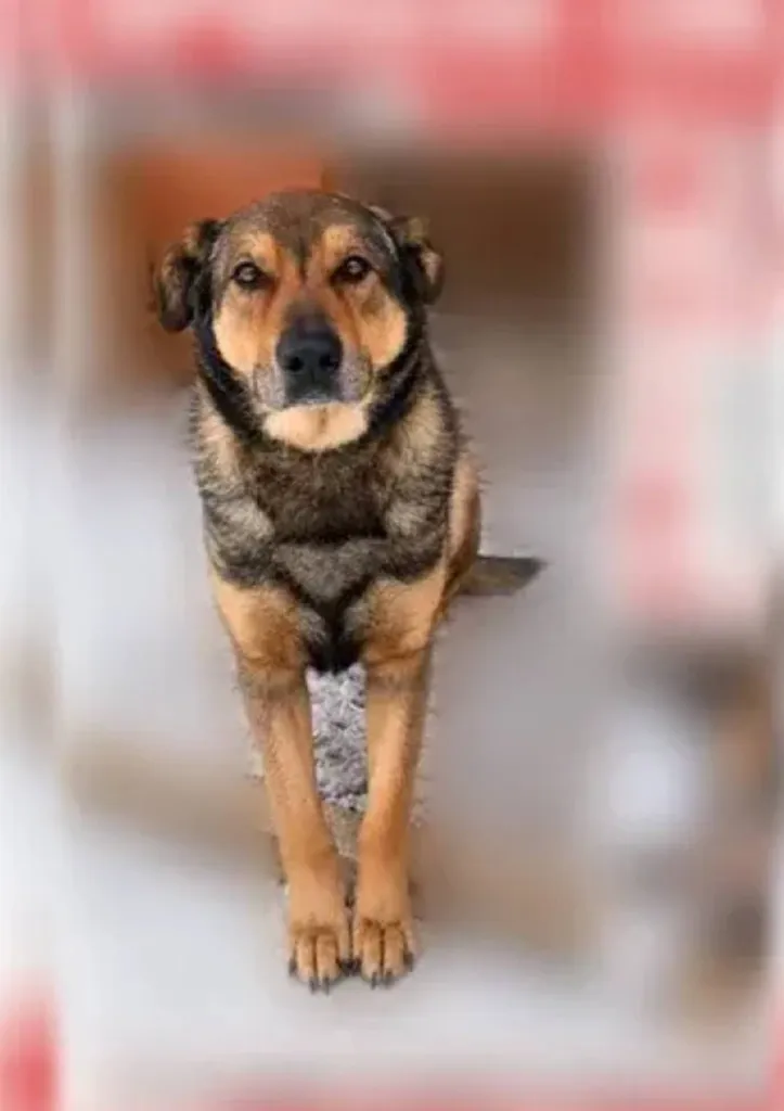 Lost dog, метис in Sharapovo — identification photo, lost & found pet database Pathfinder