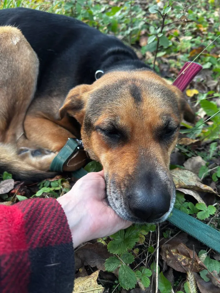 Found dog in Pos Ptichnoe — identification photo, lost & found pet database Pathfinder