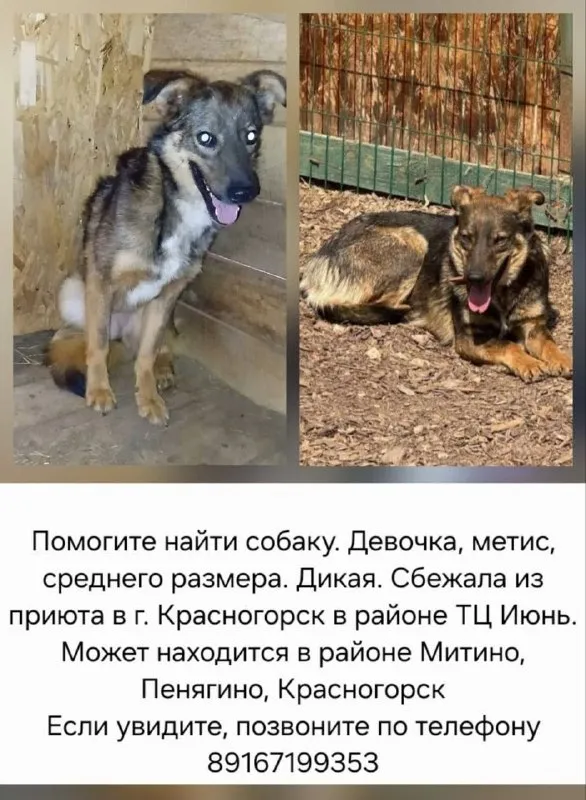 Lost cream dog in Krasnogorsk — identification photo, lost & found pet database Pathfinder