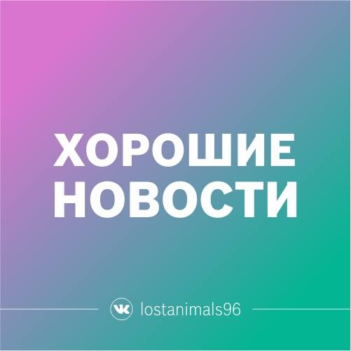 Lost dog, вельш корги кардиган in Yekaterinburg — identification photo, lost & found pet database Pathfinder