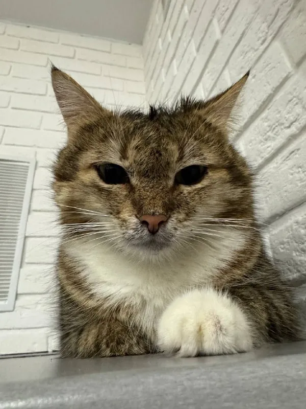 Lost white cat in Akhtyrka — identification photo, lost & found pet database Pathfinder