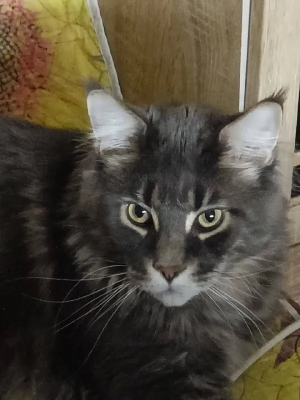 Lost white cat, мейн-кун in D Klementevo — identification photo, lost & found pet database Pathfinder