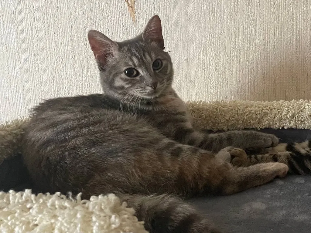Lost cat in Moscow — identification photo, lost & found pet database Pathfinder