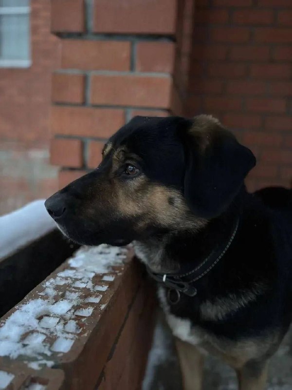 Lost black dog in Balashikha — identification photo, lost & found pet database Pathfinder