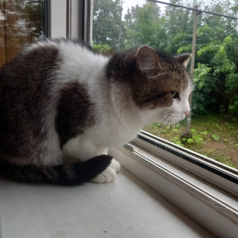 Lost white cat in Baltym — identification photo, lost & found pet database Pathfinder