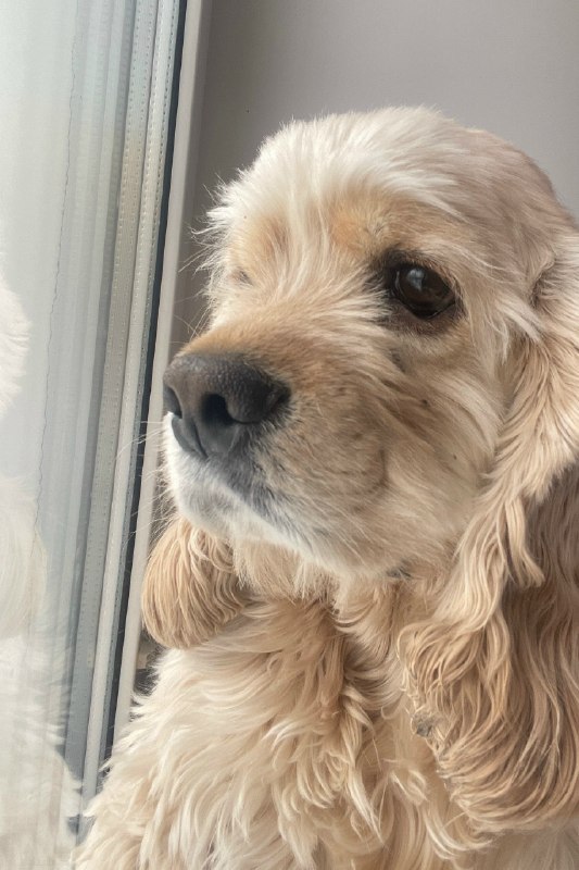 Lost cream dog, кокер спаниель американский in Krasnokamsk — identification photo, lost & found pet database Pathfinder