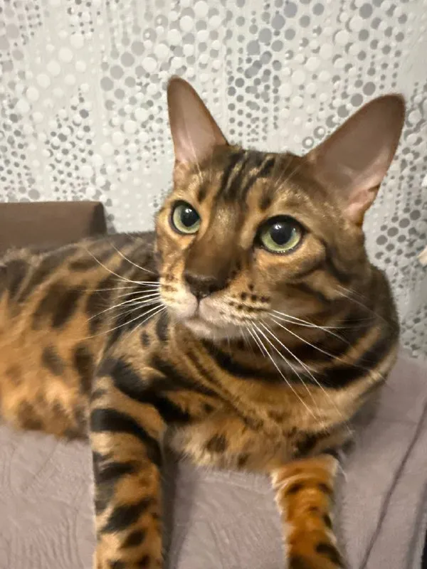 Lost cream cat, бенгальская in Yudino — identification photo, lost & found pet database Pathfinder