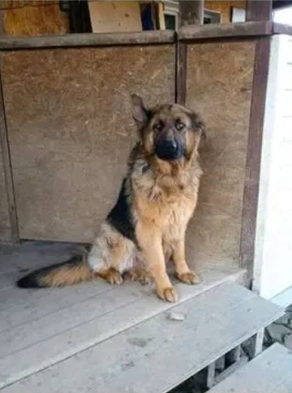 Lost brown dog, овчарка in Istra — identification photo, lost & found pet database Pathfinder