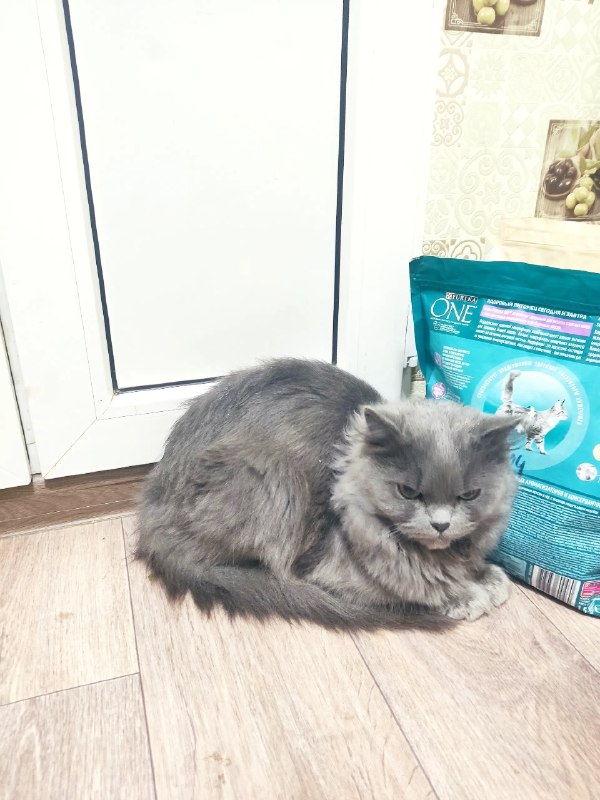 Found cat, британец in Perm — identification photo, lost & found pet database Pathfinder