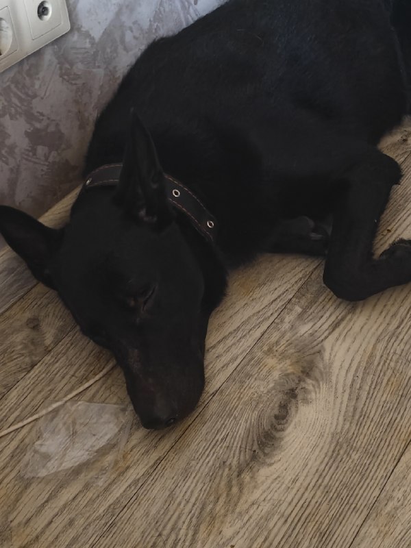 Found black dog in Perm — identification photo, lost & found pet database Pathfinder