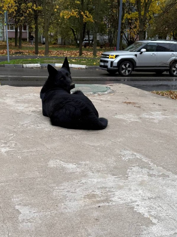 Found black dog, овчарка in Krasnoznamensk — identification photo, lost & found pet database Pathfinder