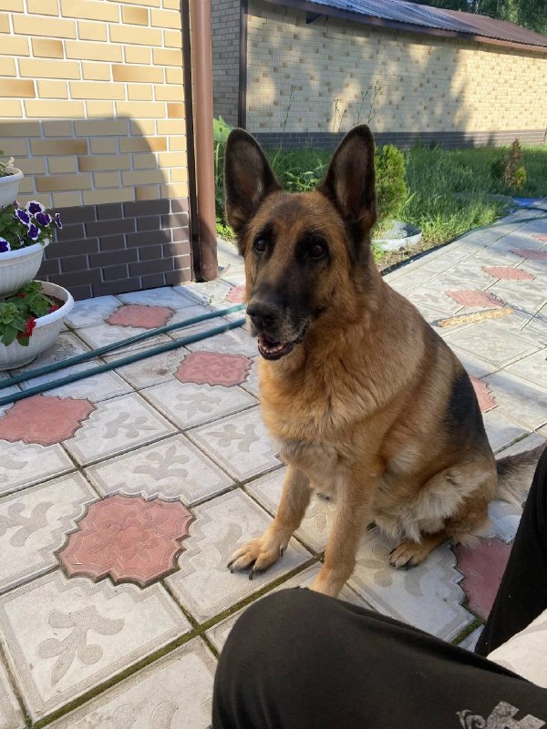 Lost fawn dog, овчарка in Boyarka — identification photo, lost & found pet database Pathfinder