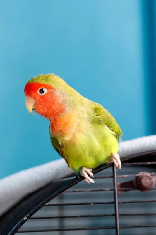 Lost pet in Moscow — identification photo, lost & found pet database Pathfinder
