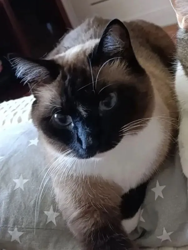 Lost cat in Omsk — identification photo, lost & found pet database Pathfinder