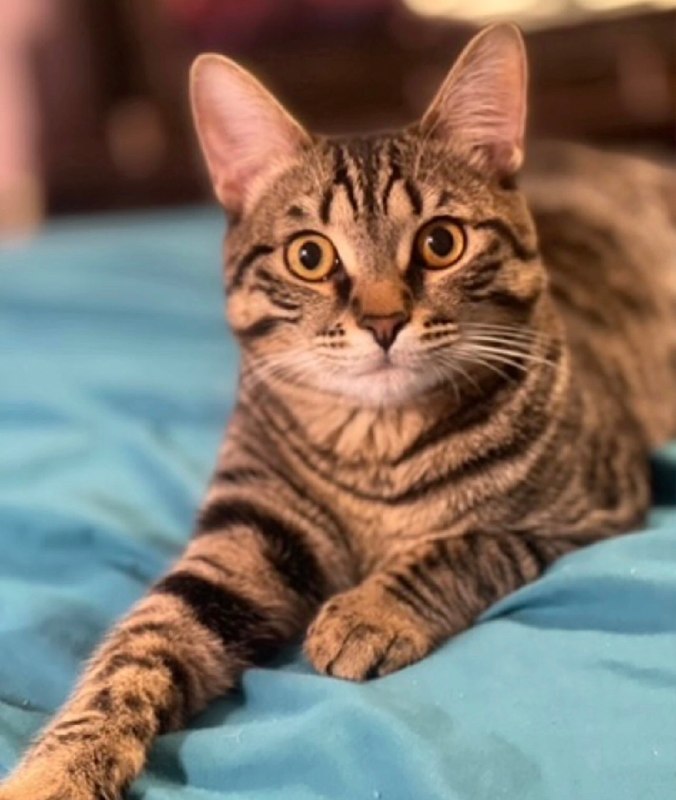 Lost brown cat in Perm — identification photo, lost & found pet database Pathfinder