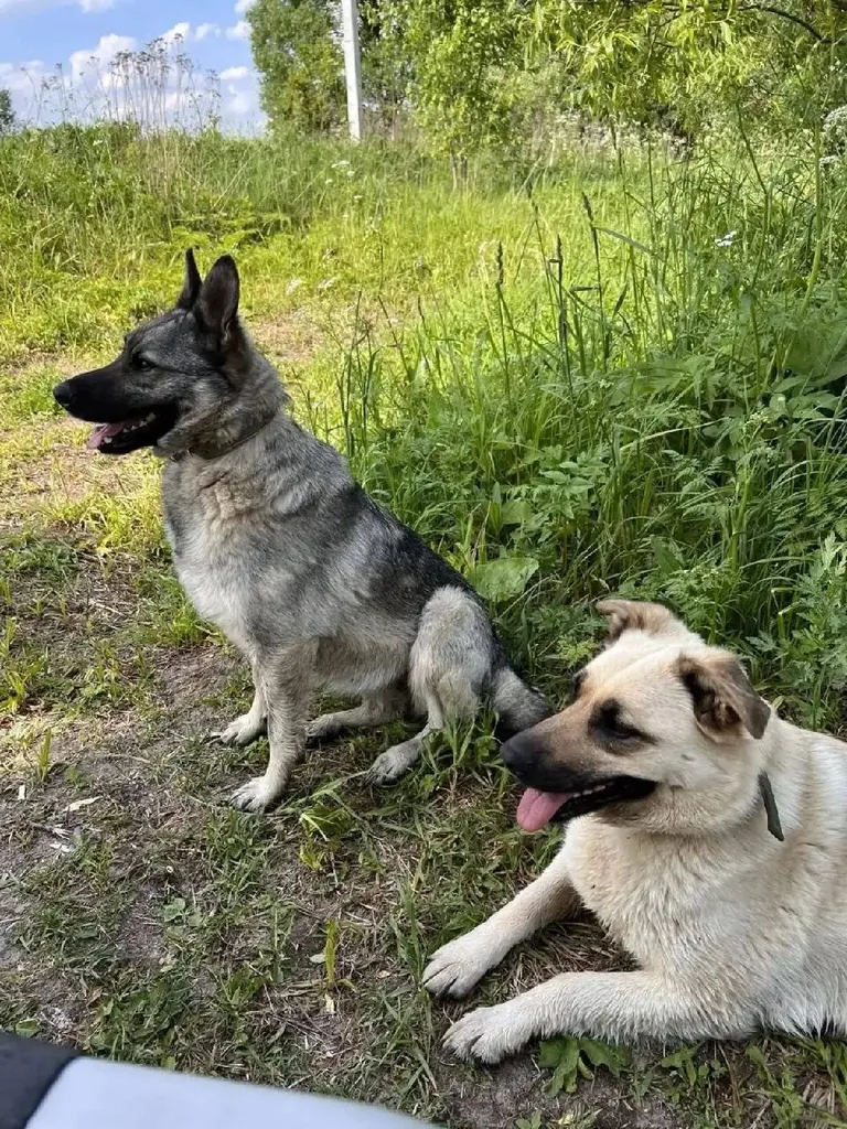 Lost dog, метис in Podolsk — identification photo, lost & found pet database Pathfinder