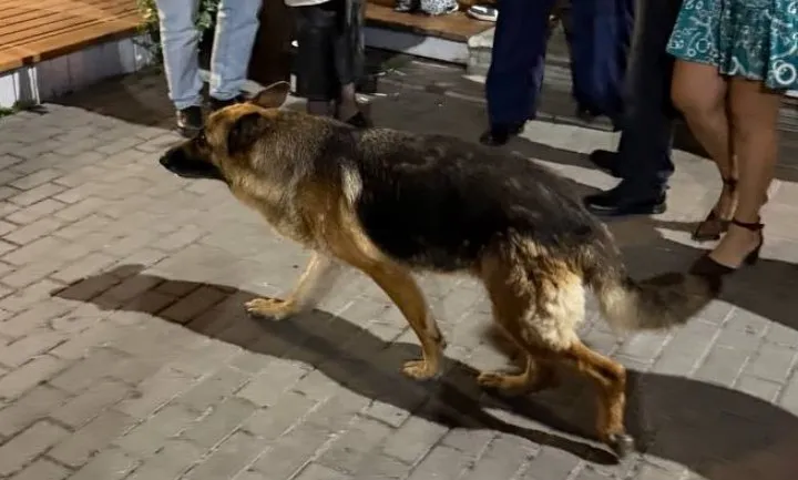 Found dog, овчарка in Ramenskoe — identification photo, lost & found pet database Pathfinder
